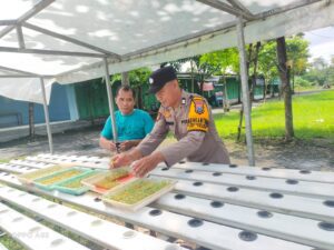 Polsek Taman Tinjau Perkembangan Ketahanan Pangan Sayur Hidroponik