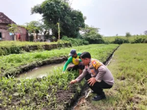 Kanit Binmas Polsek Prambon Tinjau Lahan Ketahanan Pangan Bergizi di Desa Pejangkungan