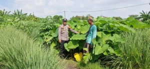 Bhabinkamtibmas Desa Tambak Oso Cek Lahan Ketahanan Pangan Warga
