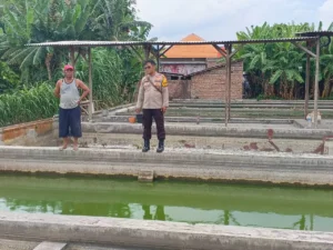 Polsek Krembung Dukung Ketahanan Pangan Lewat Budidaya Ikan Gurami di Desa Rejeni