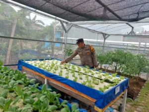 Cek Tanaman Hidroponik, Bhabinkamtibmas Desa Bangah Dukung Swasembada Pangan