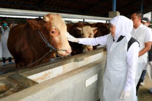 Jatim Siap Suplai Hewan Kurban Untuk Provinsi Lain