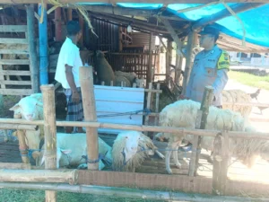 Polsek Porong Dukung Ketahanan Pangan Sektor Peternakan Jelang Idul Adha