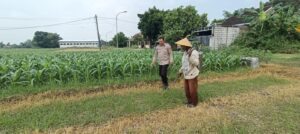 Polsek Tarik Laksanakan Patroli Ketahanan Pangan dan Dialogis Petani Jagung