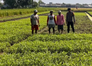 Bhabinkamtibmas Sambangi Petani, Dukung Ketahanan Pangan