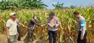 Kapolsek Prambon Tinjau Lahan Jagung di Bulang Pastikan Siap Panen dan Cegah Gagal Panen