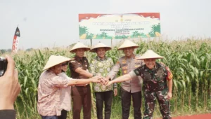 Forkopimda Sidoarjo Dukung Ketahanan Pangan, Ikuti Panen Raya Jagung Serentak