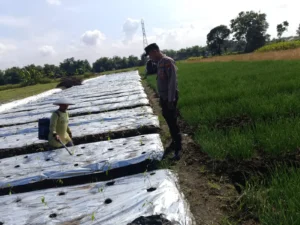 Polsek Tarik Dampingi Warga Kembangkan Tanaman Cabai Wujudkan Ketahanan Pangan