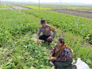 Bhabinkamtibmas Desa Seketi Sambangi Lahan P2B Dukung Swasembada Pangan Mandiri