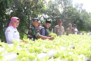 Budidaya Pakcoy Secara Hidroponik, Dinilai Efektif Wujudkan Swasembada Pangan Masyarakat