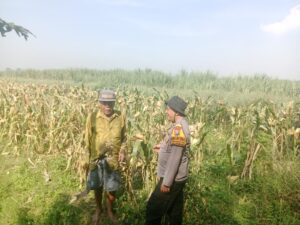 Bhabinkamtibmas Kedungsukodani Balongbendo, Sambang Lahan Jagung untuk Ketahanan Pangan