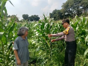Polsek Taman Tinjau Perkembangan Lahan Jagung