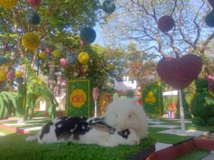 Rabbit in Wonderland, Tak Hanya Bermain Tapi juga Belajar