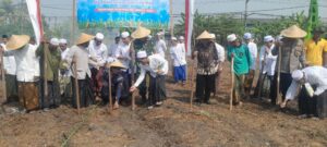 Forkopimka Krian Tanam Jagung Bersama Santri di Pondok Pesantren Darul Falah