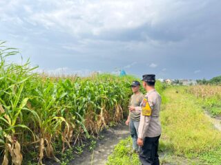 Dukung Ketahanan Pangan, Bhabinkamtibmas Turun ke Lahan