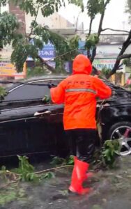 Pohon Besar Tumbang Timpa 2 Mobil di Perempatan Celep, Lalu Lintas Macet Parah