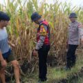 Cek Lahan Jagung Siap Panen di Balongbendo Sidoarjo, Dukung Swasembada Pangan 2026