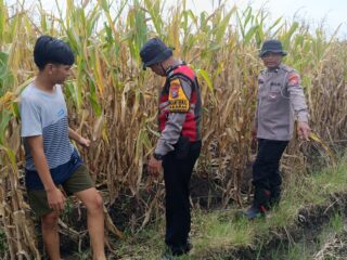 Cek Lahan Jagung Siap Panen di Balongbendo Sidoarjo, Dukung Swasembada Pangan 2026