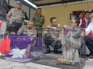 Bisnis Satwa Internasional Diungkap, Pelaku dari Sidoarjo Ditangkap