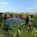 Polsek Balongbendo Gelar Panen Raya Jagung, Dorong Ketahanan Pangan di Sidoarjo