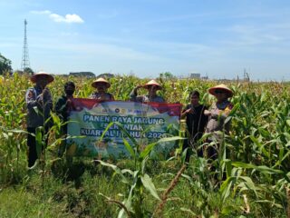 Polsek Balongbendo Gelar Panen Raya Jagung, Dorong Ketahanan Pangan di Sidoarjo