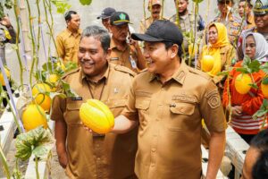 Cuan Banget! BUMDes Sidorejo Panen Melon Premium, Modal Rp 25 Juta Untung Rp 19 Juta