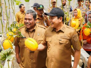 Cuan Banget! BUMDes Sidorejo Panen Melon Premium, Modal Rp 25 Juta Untung Rp 19 Juta