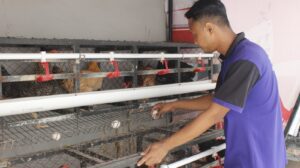 Lapas Sidoarjo Panen Puluhan Telur Ayam Kampung Setiap Hari