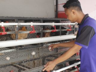 Lapas Sidoarjo Panen Puluhan Telur Ayam Kampung Setiap Hari