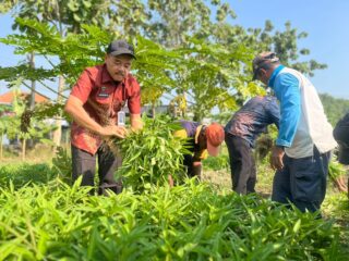 Lapas Surabaya Panen 73 Kg Kangkung & Pasok Pasar Porong