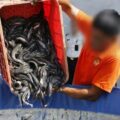 Gaya Lapas Sidoarjo Perkuat Pangan: Panen 35 Kg Lele Hasil Karya Napi