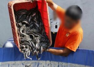 Gaya Lapas Sidoarjo Perkuat Pangan: Panen 35 Kg Lele Hasil Karya Napi