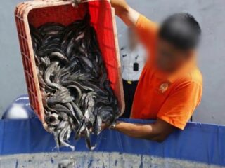 Gaya Lapas Sidoarjo Perkuat Pangan: Panen 35 Kg Lele Hasil Karya Napi